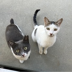 🌸里親さん決定🌸前髪風模様が可愛い女の子です【さくら猫】 − 福島県