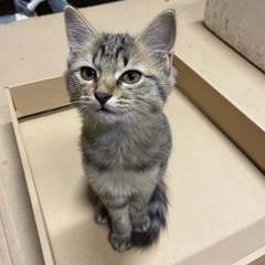 生後5ヶ月 子猫２匹　里親様募集