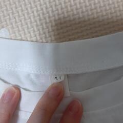 白Tの画像