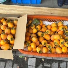 渋柿　お譲りします！日にち指定あり