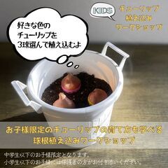 11月11日(土)☆KIDSチューリップを植えようワークショップ☆【花夢館神戸店】の画像