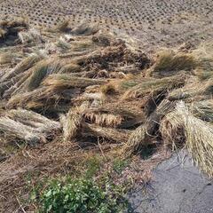 藁　天日干しの画像