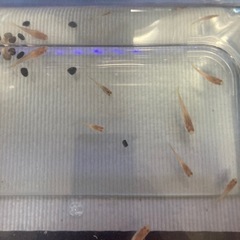【決まりました】水槽セットを譲ってください
