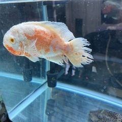 熱帯魚　オスカー　セルフィンプレコ　ポリプテルスの画像