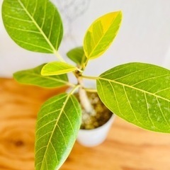 決まりました！45cm ライム色の葉模様がかっこいい！ストーン風...