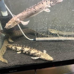 熱帯魚　オスカー　セルフィンプレコ　ポリプテルスの画像