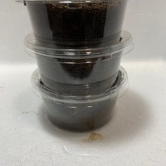 ホペイオオクワガタ幼虫
