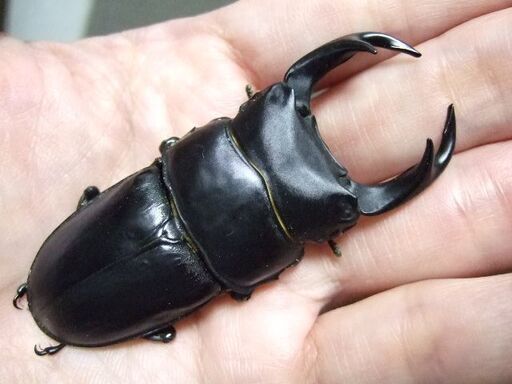 佐賀県産オオクワガタ ♂74ミリ ♀48.7ミリ ペア