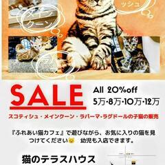 ２０％OFFスコティッシュ、メインクーン