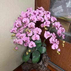 胡蝶蘭　光触媒　