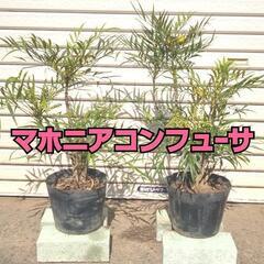 マホニアコンヒュｰサ2本　60㎝　(お届けも可能)