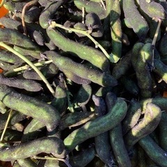 【有機栽培】サヤつき生ムクナ豆【2kg】の画像