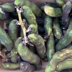 【有機栽培】サヤつき生ムクナ豆【2kg】
