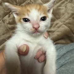 2ヶ月くらいのこねこ