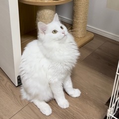 トライアル中　白　長毛　ビビ　メス5ヶ月 - 猫