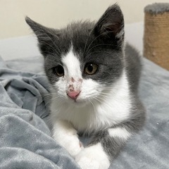 トライアル中グレーハチワレ　ポポ　オス　4ヶ月