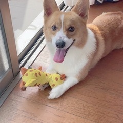 【決まりました】2歳コーギーのれん君お譲りします。 - 糟屋郡