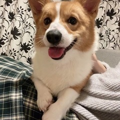 【決まりました】2歳コーギーのれん君お譲りします。 - 犬