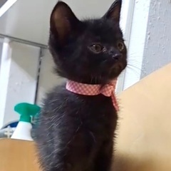 ちっこい黒猫の子猫です♪
