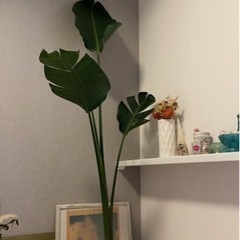 観葉植物オーガスタ♪