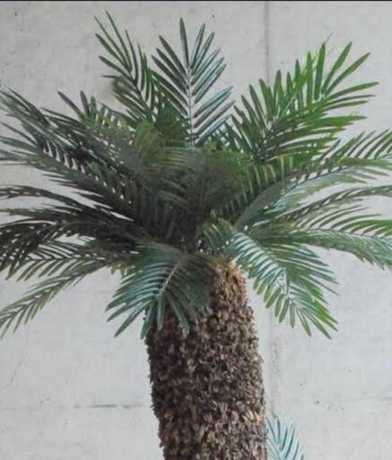 不要になった観葉植物、ソテツ、サボテン、アガベなど引き取り