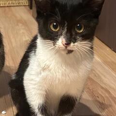 2､3ヶ月の可愛い白黒ちゃん♂ − 熊本県
