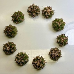 狂刺 .短刺 天平丸 サボテン 2.5-4cmカット苗 1個入り