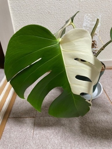 モンステラ　斑入り