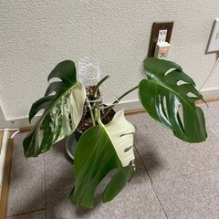 モンステラ　斑入り