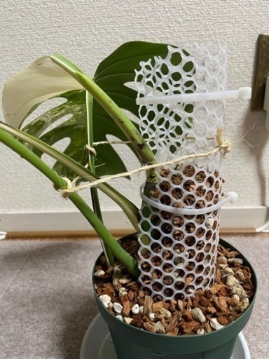 モンステラ　斑入り