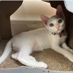 再再々投稿です(><｡)人慣れ抜群の仔猫達です🍀