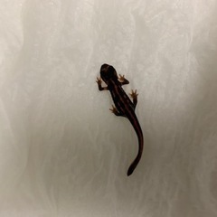2023CBオキナワシリケンイモリ幼体　4匹＋1匹　合計5匹　上...