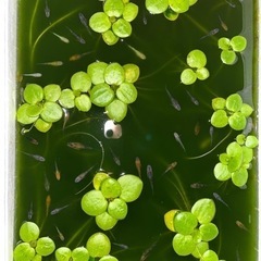 【決まりました】メダカと水草　稚魚　ミックス　ラメ　