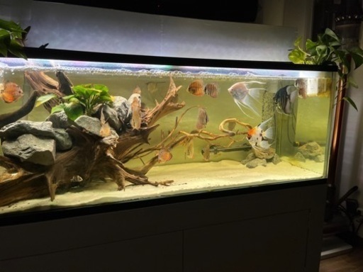 ディスカス　エンゼルフィッシュ