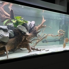 ディスカス エンゼルフィッシュ