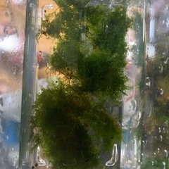 プレミアムモス
