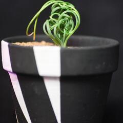 アルブカ　スピラリス　フリズルシズル　植物　③