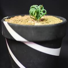 アルブカ　スピラリス　フリズルシズル　④