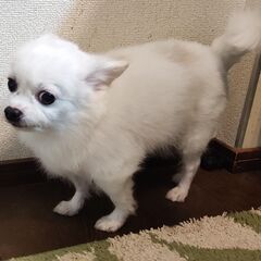 大至急で可愛がってくれる方お願いします。チワプーの可愛い男子です。