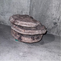 【値下げ歓迎】さるのこしかけの画像