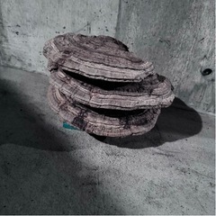 【値下げ歓迎】さるのこしかけの画像