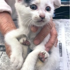 推定2ヶ月の子猫🐈‍⬛※里親決定しています‼️