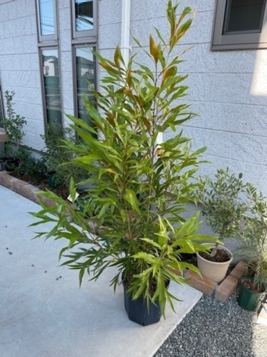 グレビレア　バイレイヤナ　ゴールド