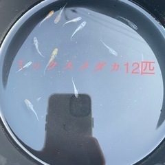 ミックスメダカ12匹