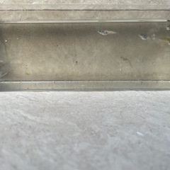 ミックスメダカ12匹の画像