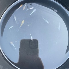 ミックスメダカ12匹の画像