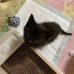 子猫ちゃん 里親募集