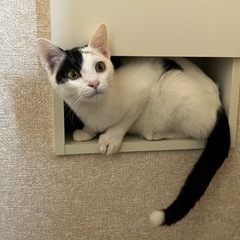 パンダちゃん8ヶ月♂小柄ワクチン去勢済