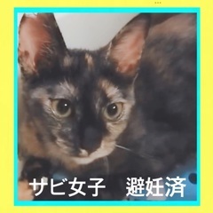 サビ好きの方に♡ 健康で申し分ない子です
