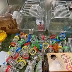 大阪府 高槻市のハムスター その他の中古が安い！激安で譲ります